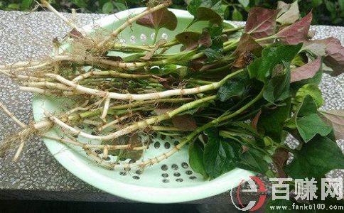 農(nóng)場(chǎng)種蔬菜賺錢嗎?農(nóng)場(chǎng)種什么最賺錢? 第1張