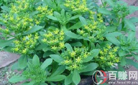 想要農(nóng)場(chǎng)種蔬菜賺錢(qián)，就來(lái)種救心菜和寶塔花菜! 第1張