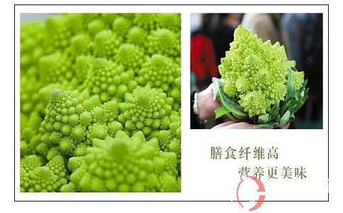 想要農(nóng)場(chǎng)種蔬菜賺錢(qián)，就來(lái)種救心菜和寶塔花菜! 第2張